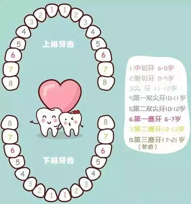 换牙时间表：换牙期家长必须储备的最全攻略