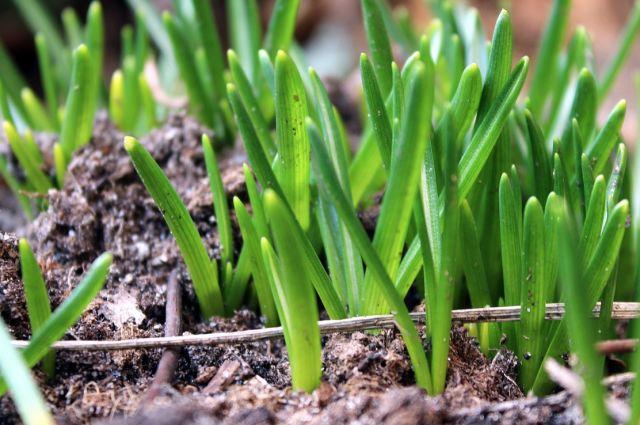 开春种花种菜：手残党也种得活！种子都买好了，就等春天了！